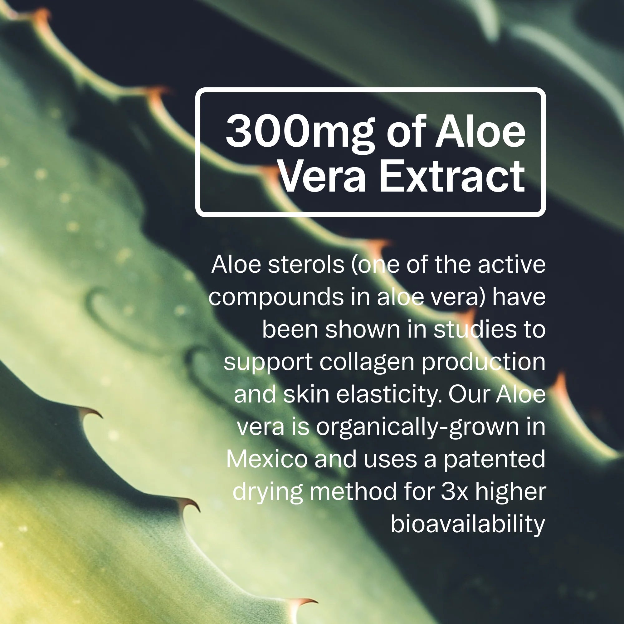 Ora Organic Aloe Gorgeous Vegan Collagen-Boosting Powder